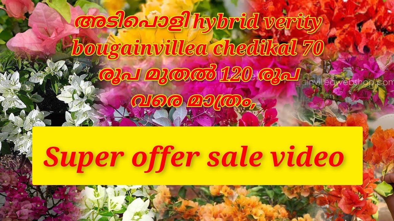 Heavy bloomer hybrid bougainvillea plants 70 രൂപ മുതൽ 120 rupa വരെ മാത്രം, അടിപൊളി offer video 🥰🥰🥰