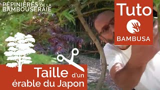 Taille d'un érable du Japon par Philippe Borelly