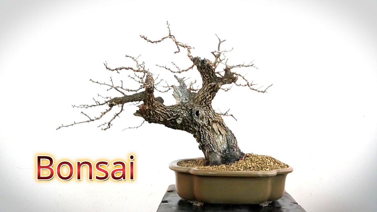 Old hawthorn becomes Bonsai #bonsai #bonsaitechniques #hawthornbonsai