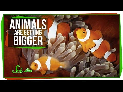 Animals Getting Bigger, and How Cannabis Causes Hunger thumbnail