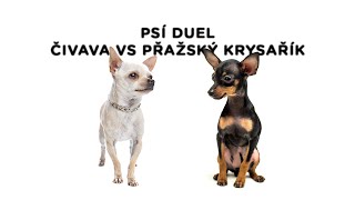 Psí duel  Čivava vs. Pražský krysařík  Tlapka TV