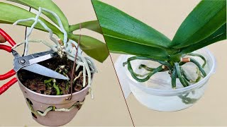 This Rejuvenation Method Makes Orchids Immediately Grow And Be Full Of Flowers