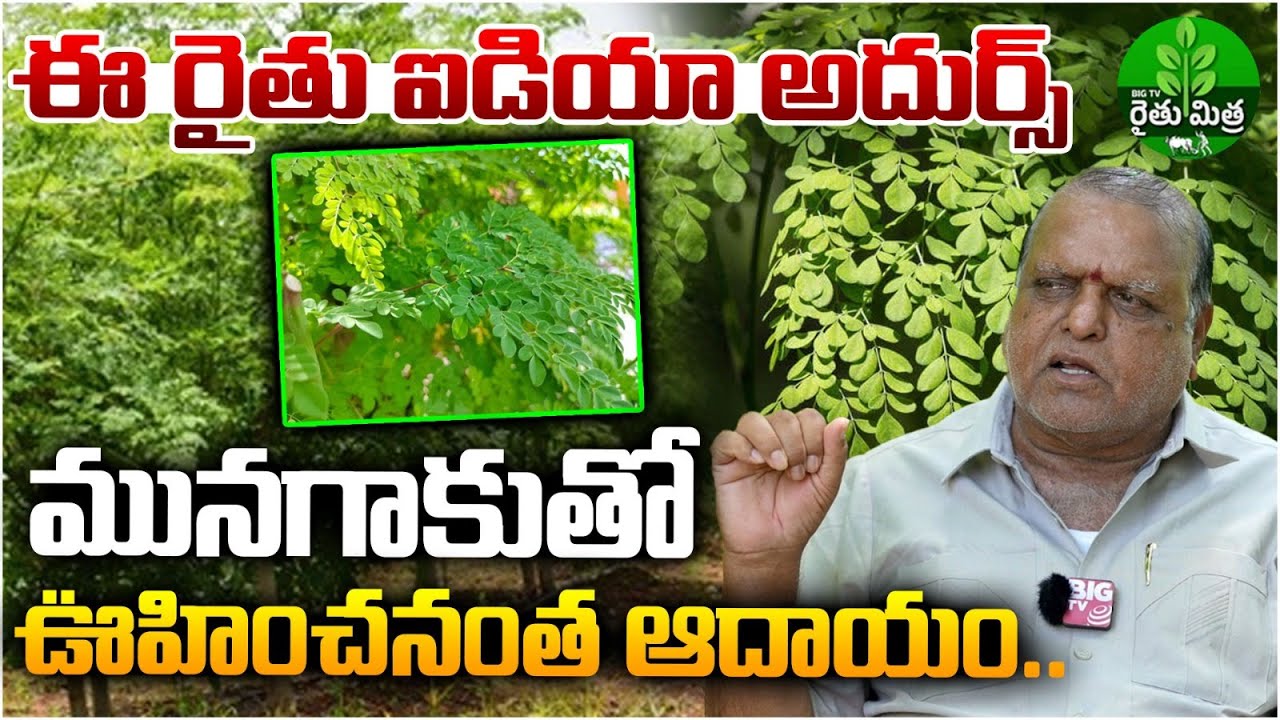 మునగాకుతో లక్షల్లో ఆదాయం.. | Moringa farming | Drumstick Farming | Moringa Powder Processing Unit