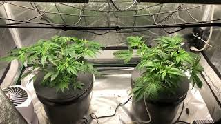 Freedom Cherries by Ninjairate              week 4 veg