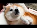 この動画には1つだけ「決定的に間違ったところ」があります・・・。