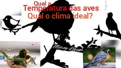 Como as aves mantém a temperatura corporal?
