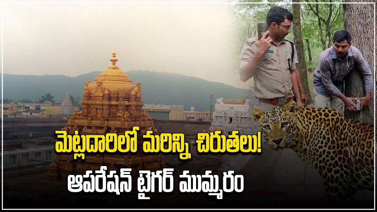 Tirumala Leopard Incident | Operation Cheetah In Tirumala, More Leopards | Samayam Telugu