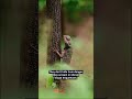 CHAMELEONS HATE HIDING FROM YOU 🦎🔥