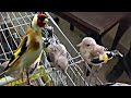 #Goldfinch_chicks #Chardonneret Feed the goldfinch chicks with a needle