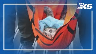 Harbor seal found with gunshot wound to face in Hood Canal