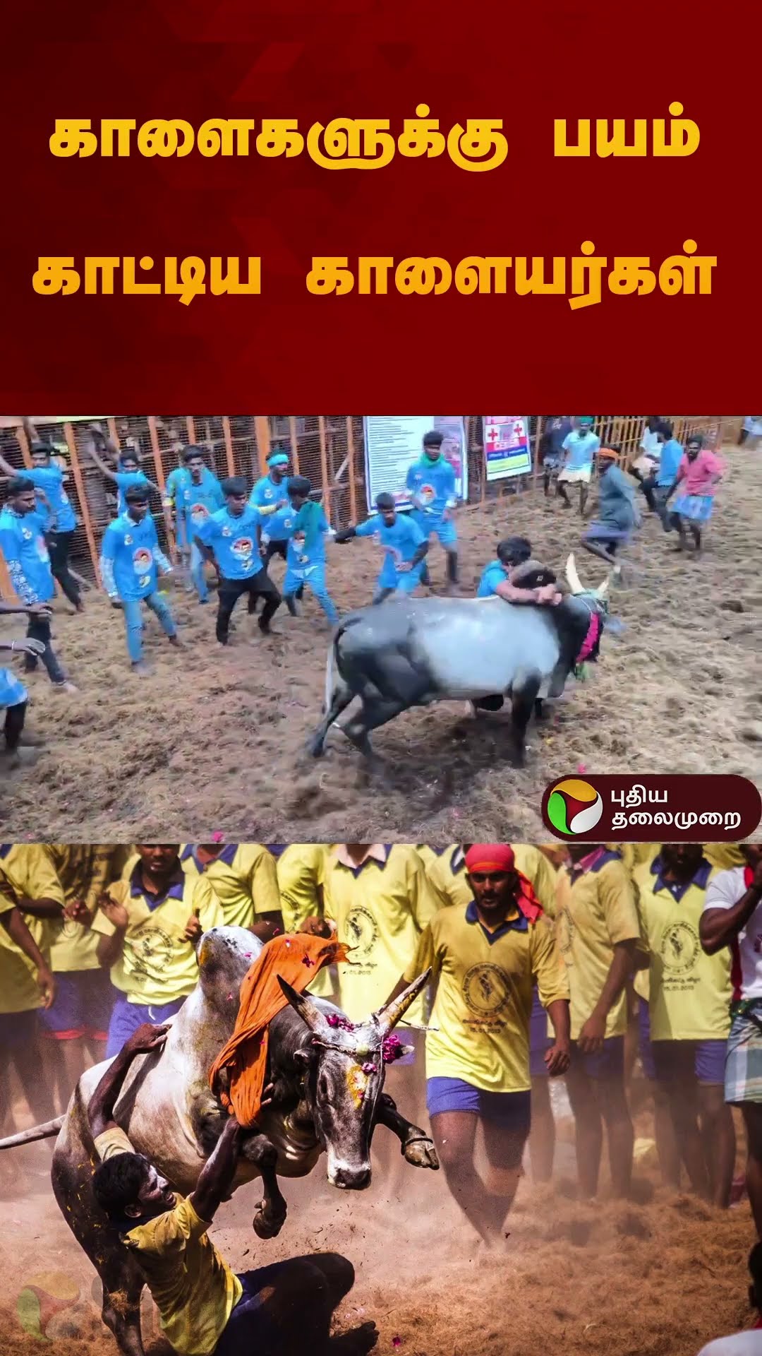 காளைகளுக்கு பயம் காட்டிய காளையர்கள் | #jallikattu2025 | #madurai | #shorts