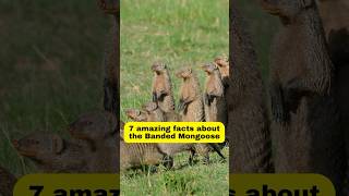 "7 amazing facts about the Banded Mongoose" #brandedmongoose #facts #shorts