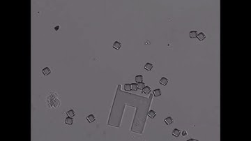 Light-Controlled Hydrogel Microrobots