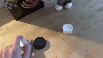 Cat plays shell game