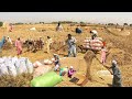 Incredible traditional village life pakistan  wheat harvesting with oxen  old culture punjab