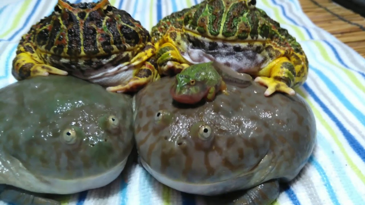 上陸したベルジェットとバジェットガエルとベルツノガエルの記念写真