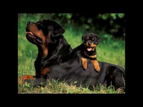 Top 10 ყველაზე საშიში ძაღლის ჯიში/Top 10 dangerous breed dog