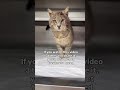 Please donate #viral #viralvideo #catsoftiktok #cat #catsofinstagram #pets #catsofyoutube #kitten