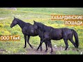 Кабардинские лошади в ООО ТАиК 2019г. Токмаков А.Н.