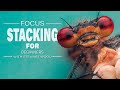 Mastering macro photography focus stacking for beginners