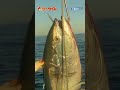 ウキ玉に異変が..と 突如現れた100kg級クロマグロ 釣り上げる 大間まぐろ漁師 南兄弟
