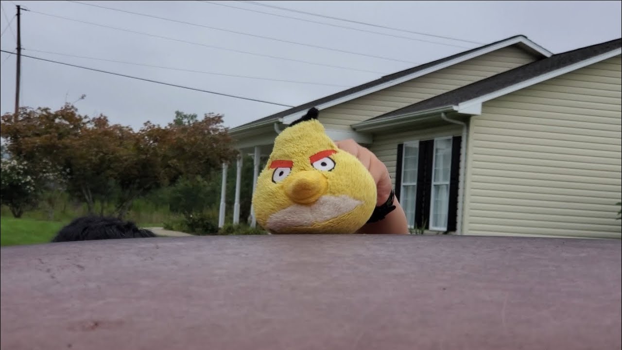 Old Angry Bird Video 8/16/22