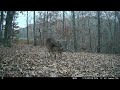 Buck mating Doe 😈 in Soddy Daisy, Tennessee (another deer watches from the woods)
