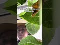 Anyone else? #seedlings #okraplant