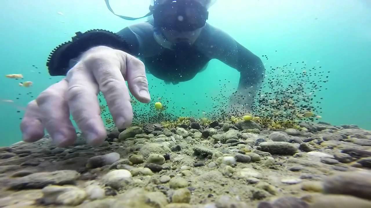 Карпишинг Очень красивые съемки под водой, как карп реагирует на ...