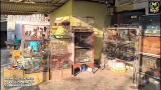 The FIRST TRIP has been ruined at the Madura bird stall...