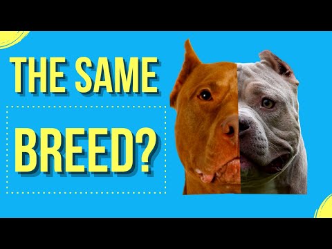 Video: Zijn pitbulls natuurlijk hetzelfde?