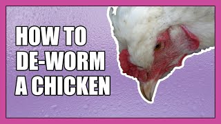 How to Worm Your Chickens for a Healthy Homestead Flock