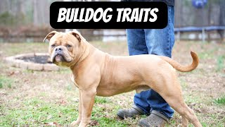 What traits makes up the olde bulldog??