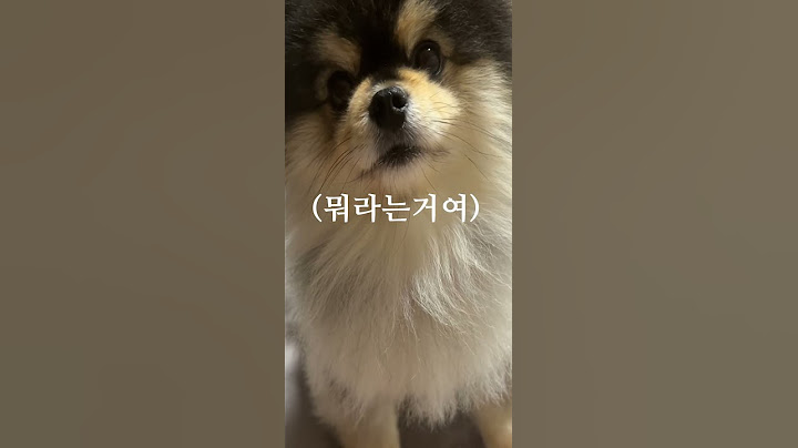 (최초) 2개 국어를 할 줄 아는 강아지