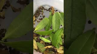 How a caterpillar changes into cocoon to butterfly 🦋 #trending #shorts #timelapse