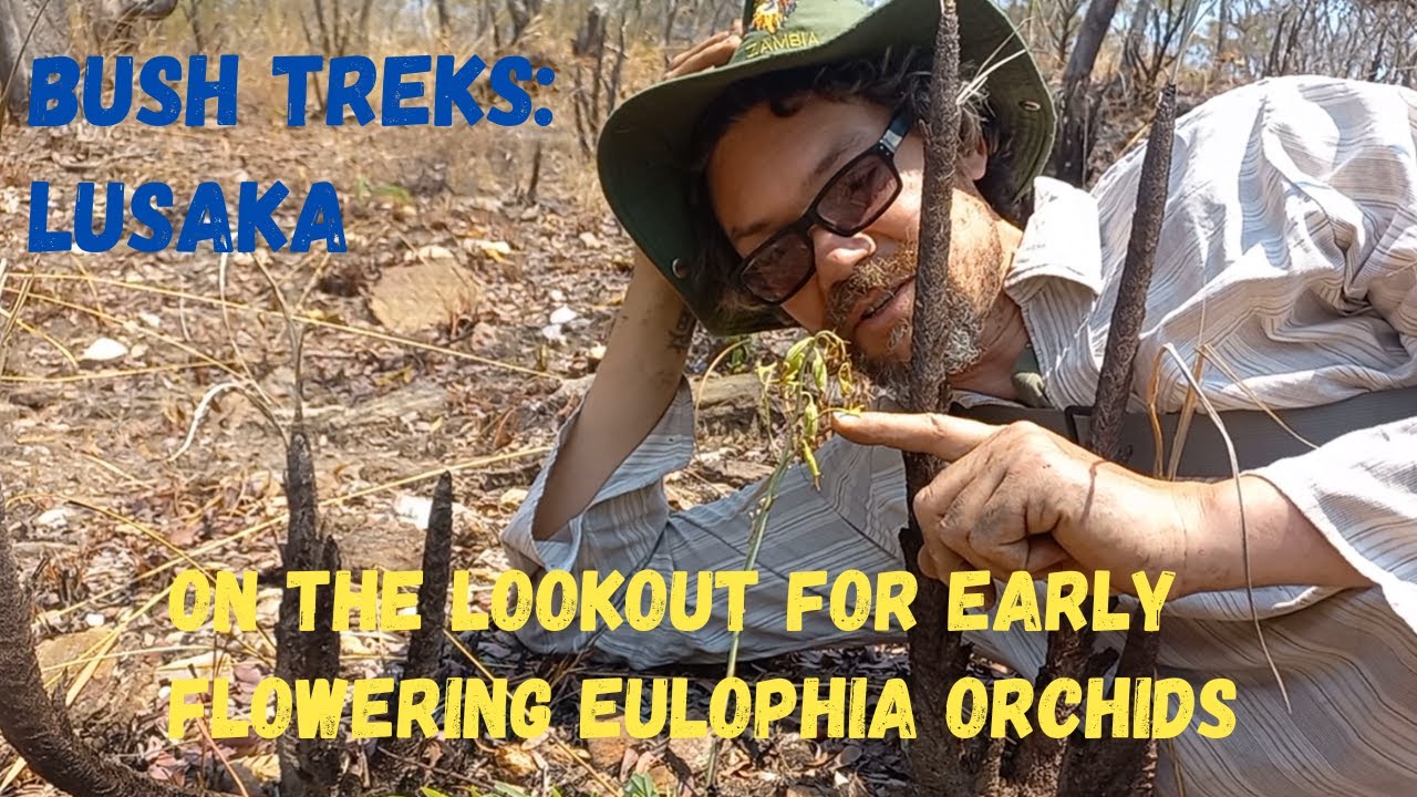 Bush Treks - Lusaka: On the hunt for early Eulophia Orchids