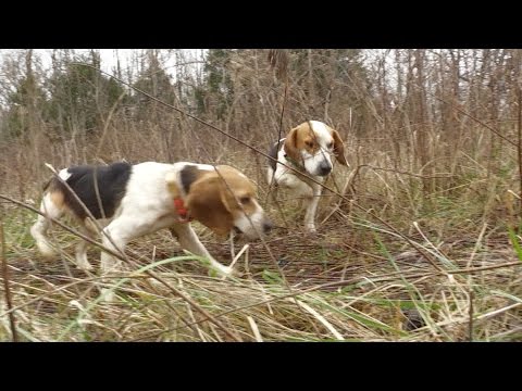 Rabbit Hunt with Great Dogs