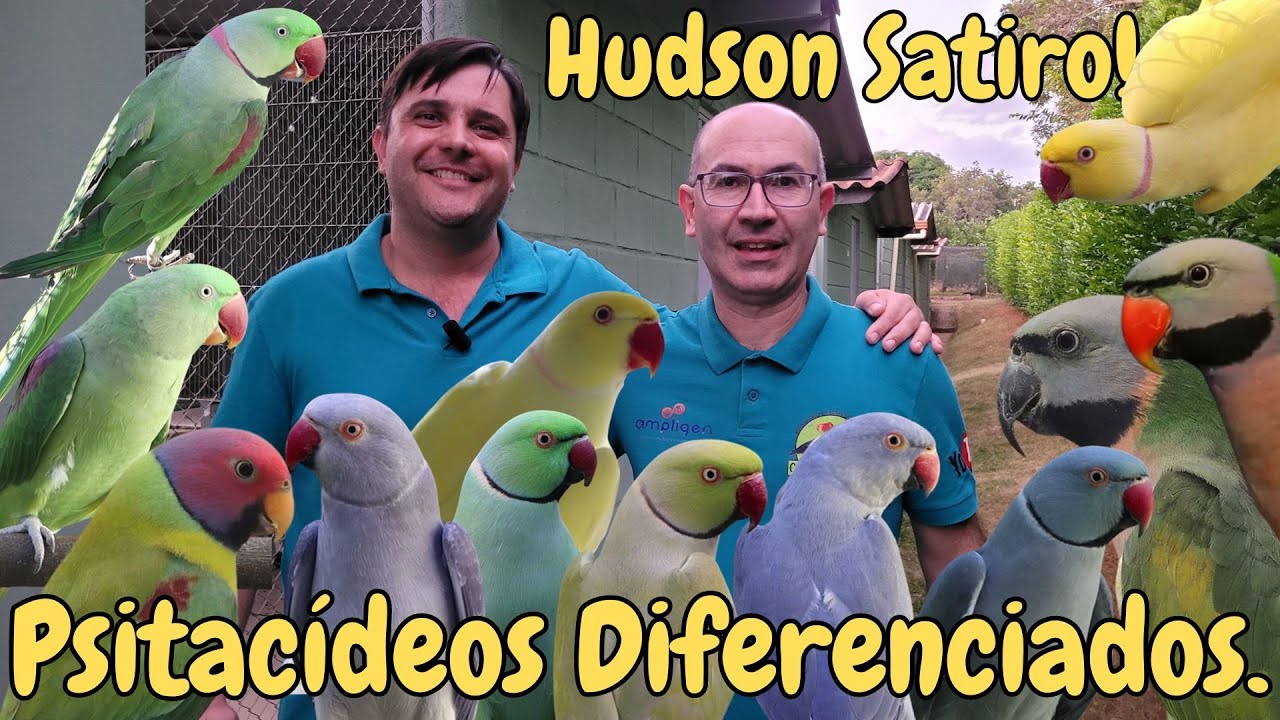 RECANTO DO SABIÁ CRIADOURO DIFERENCIADO DE RING NECK, GRANDE ALEXANDRE E MOUSTACHE!!!