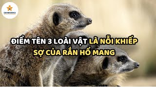 ĐIỂM TÊN 3 LOÀI VẬT LÀ NỖI KHIẾP SỢ CỦA RẮN HỔ MANG