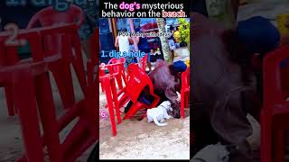 The dog's weird behavior on the beach #Dog'sConfusingBehavior #FunnyBeachDaily