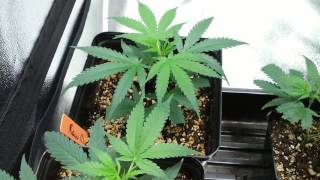 How to grow Lowkey 101pt.57 New V tent auto update
