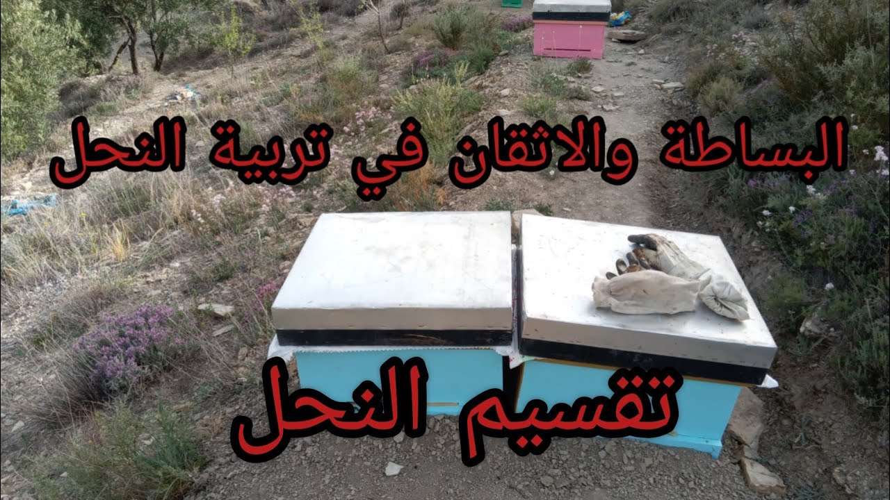 تقسيم النحل ببساطة وإتقان للمبتدئين للالجزء(6)تقسيم_النحل#تنمية_المهاراة#تنمية_المنحل