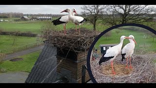 The Chimney Storks (live cam white stork, livestream The Netherlands, Ooievaar webcam Terwolde)