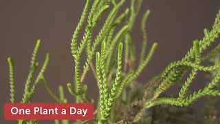 Crassula muscosa (Watch Chain Crassula) Houseplant Care – 340 of 365