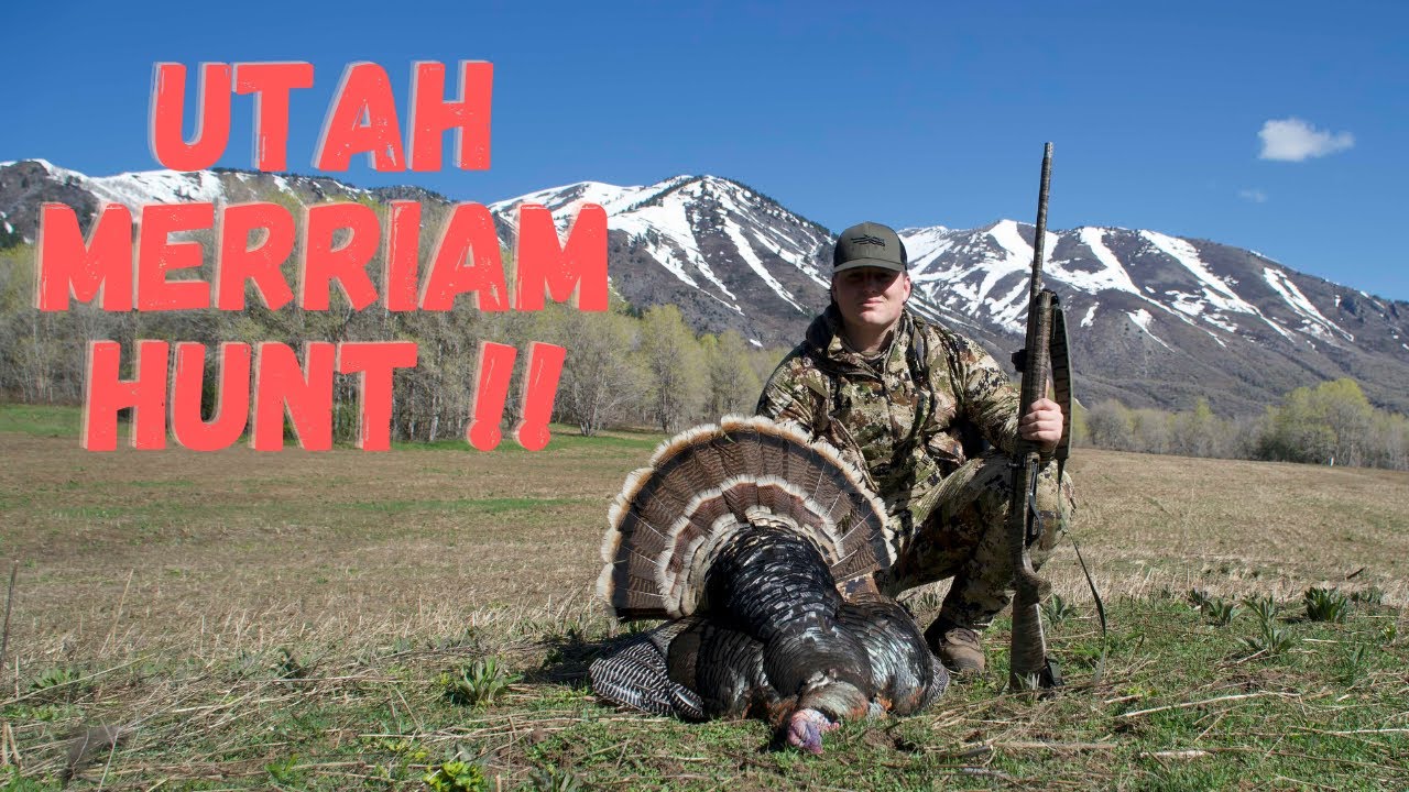 HUNTING MERRIAMS IN UTAH!! (ABANDON GOLF COURSE)