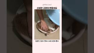 고양이 착지 반응속도 레전드