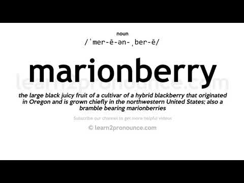 Video: Marionberry Information - Sådan dyrkes Marionberries