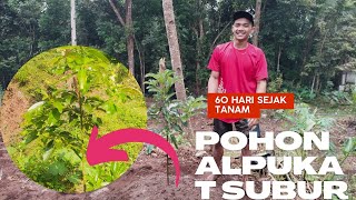 CEK PERKEMBANGAN POHON ALPUKAT MIKI USIA TANAM 2 BULAN