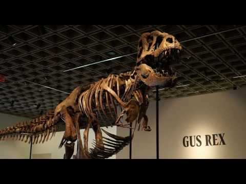 Video Raro scheletro di T-Rex venduto all'asta per 43 milioni di dollari