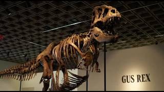 Rare T-Rex skeleton sold at auction for $43 million - YouTube